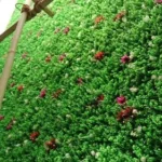 Green Flower Vertical Mat