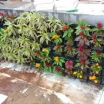 Natural Plant Bio Wall System