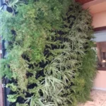 Living Green Wall Services