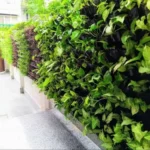 Natural Green Wall in Office