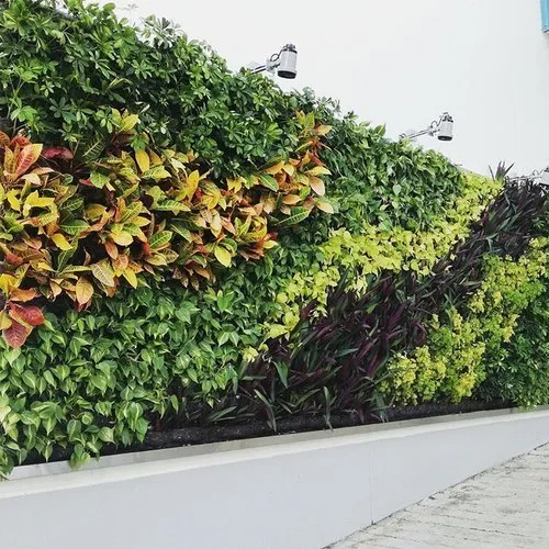 Natural Green Wall Plants