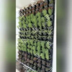 Vertical Garden Wall for Terrace & Landscaping