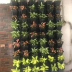 Green Wall Natural Indoor & Outdoor