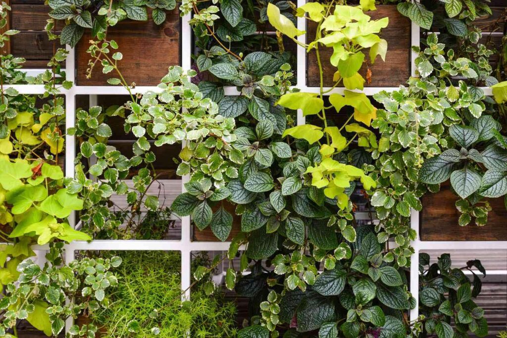 How to care for a vertical garden