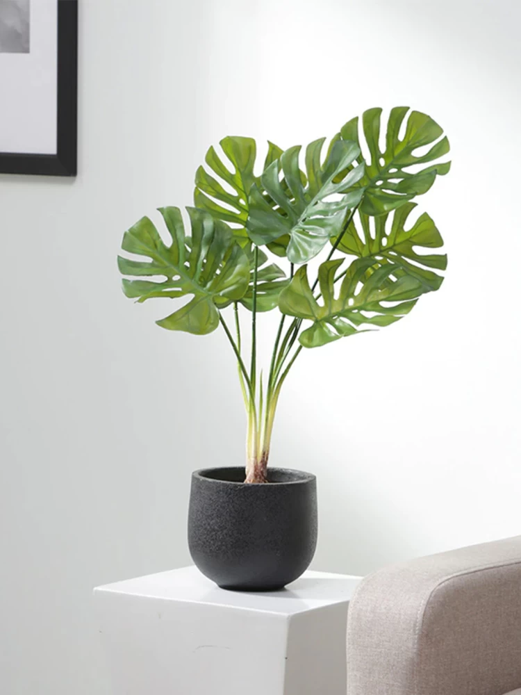 MONSTERA X7